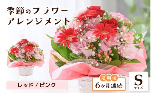 定期便 ≪6ヶ月連続お届け≫ 選べるカラー 季節のフラワーアレンジメント S (レッド・ピンク) 【お花 フラワー アレジメント 花束 ギフト 生花 プレゼント 花束 花 記念日 敬老の日 お祝い】 [E-20703_01]
