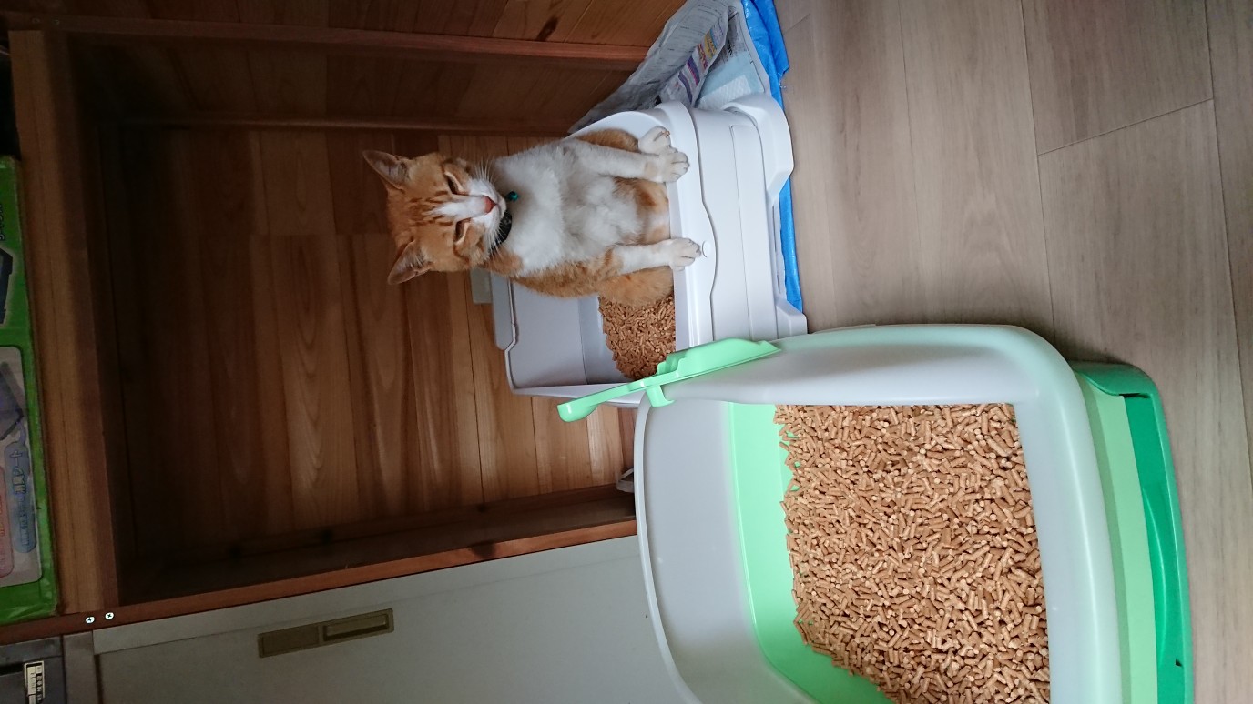 M211　森のねこトイレ　くずれるタイプ　５Ｌ×４袋
