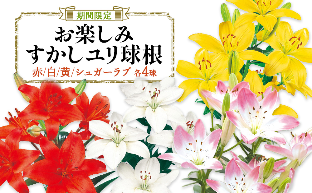 【ふるさと納税】【期間限定】ユリ球根　お楽しみ すかし ユリ セット 4種 16球 送料無料 赤 白 黄 シュガーラブ