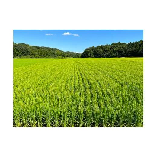 こしひかり 10kg 鈴鹿山麓の銘水が育てた米、米どころ三重県産小山田地区「こしひかり（精米）」10kg 小山田米