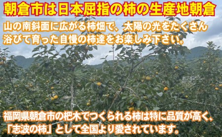 先行予約 志波の富有柿 M～2Lサイズ×約12個入（冷蔵）※配送不可：離島 果物 フルーツ 秋の味覚 おやつ デザート 産地直送 ブランド 柿の王様 福岡県産 朝倉市産