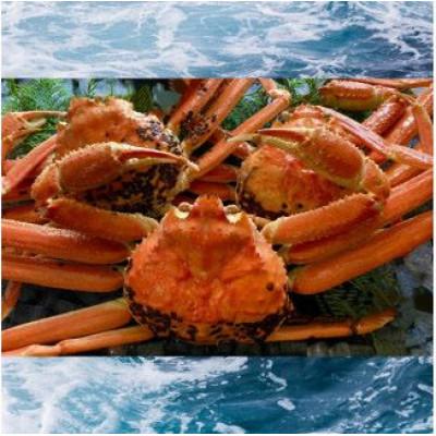 ふるさと納税 若桜町 【蒸し】ご自宅用　松葉ガニ　中　3枚(1枚500〜640g前後)