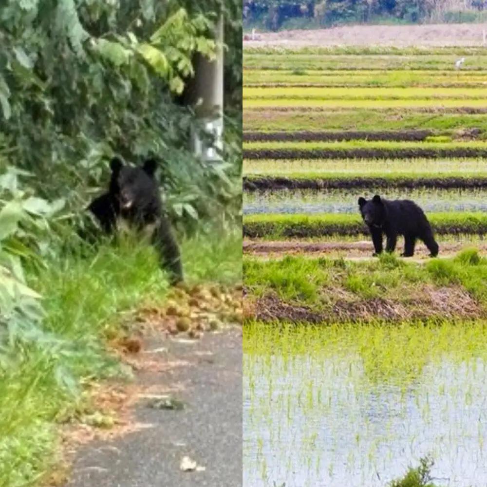 【返礼品なし】秋田県三種町 クマ被害対策支援 4,000円