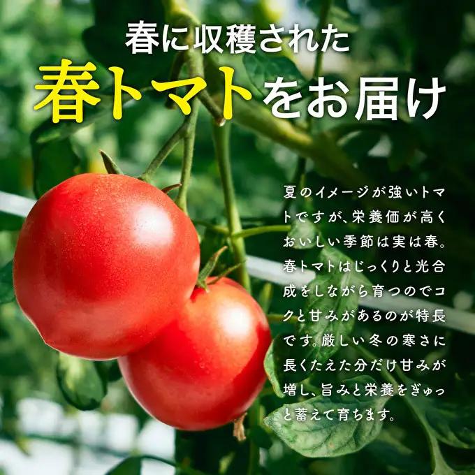 トマト 野菜 トマトの一番星 完熟 高糖度 トマト【3kg】【冷蔵】