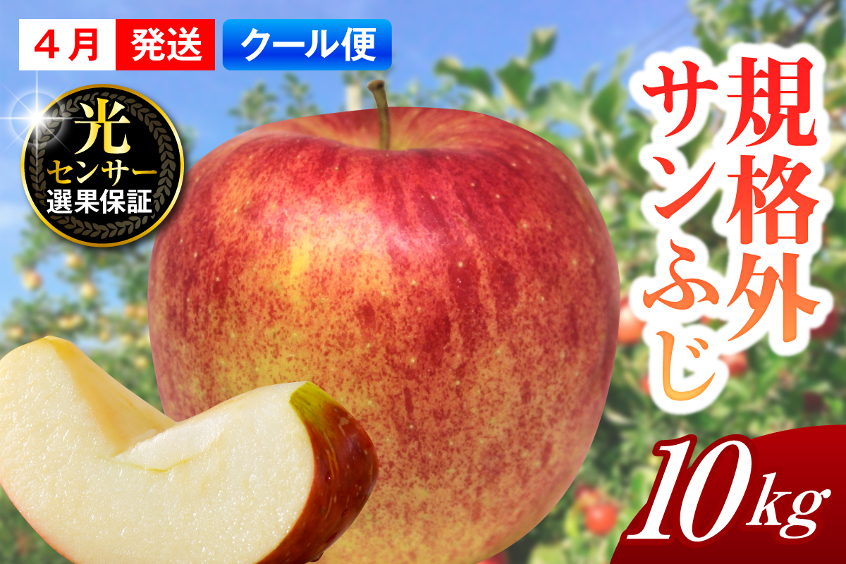 【2026年4月上旬発送】【規格外】 りんご サンふじ 約10kg スマートフレッシュ?貯蔵 または CA貯蔵 【クール便】
