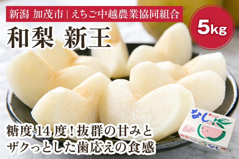 
                  【2026年先行予約】「天果糖逸（てんかとういつ）」 新潟県産和梨 新王 約5kg（8～10玉）《9月下旬〜配送予定》 しんおう 果物 フルーツ 冬の味覚 産地直送 加茂市 えちご中越農業協同組合
                