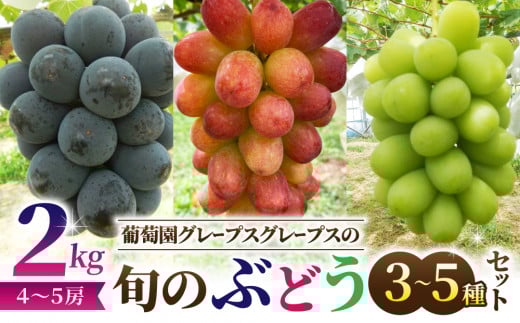 【葡萄園グレープスグレープス】旬の葡萄の詰め合わせ 約2kg（3〜5品種、4〜5房）｜シャインマスカット、クインニーナ、ピオーネ、ゴルビー、サニードルチェ、雄宝、バイオレットキング、クイーンルージュ(R)、カッタクルガン、ルーベルマスカット、紅環など　※2025年9月下旬以降発送予定