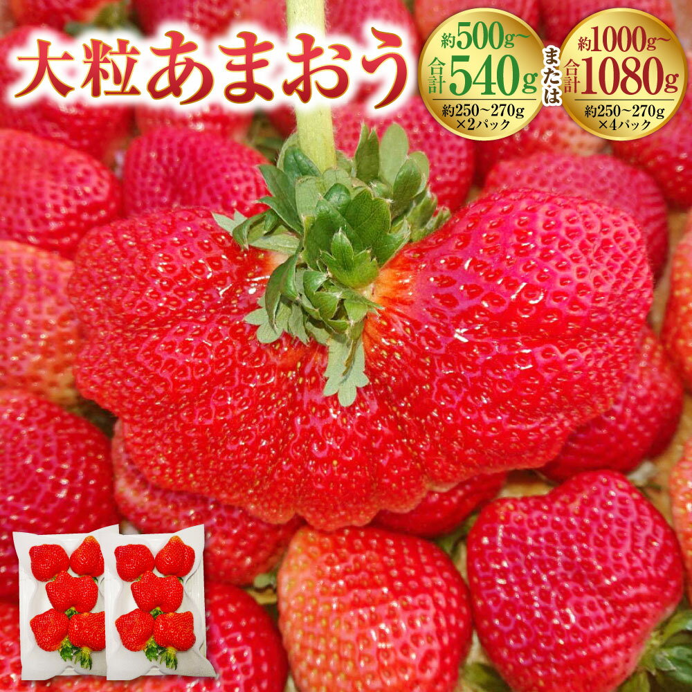 【ふるさと納税】＜選べる容量＞大粒あまおう （約250～270g×2パック （合計約500～540g） ／ （約250～270g×4パック （合計約1000～1080g） ） 【2026年2月上旬～4月上旬発送予定】 ／ あまおう いちご イチゴ 苺 フルーツ 果物 九州 国産 福岡県 遠賀町 冷蔵 送料無料