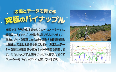 【2026年発送】南国の香り！ 早穫り完熟パイン
