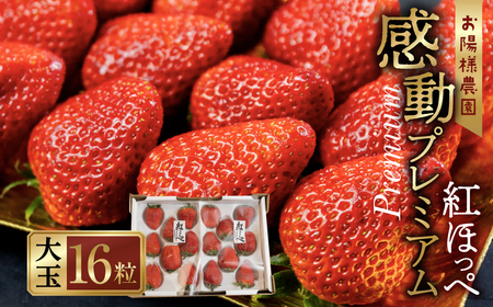 【先行予約】 濃厚 大粒 いちご 紅ほっぺ プレミアム  8粒 2シート 3月中お届け お陽様農園 産地直送 愛知県 田原市産