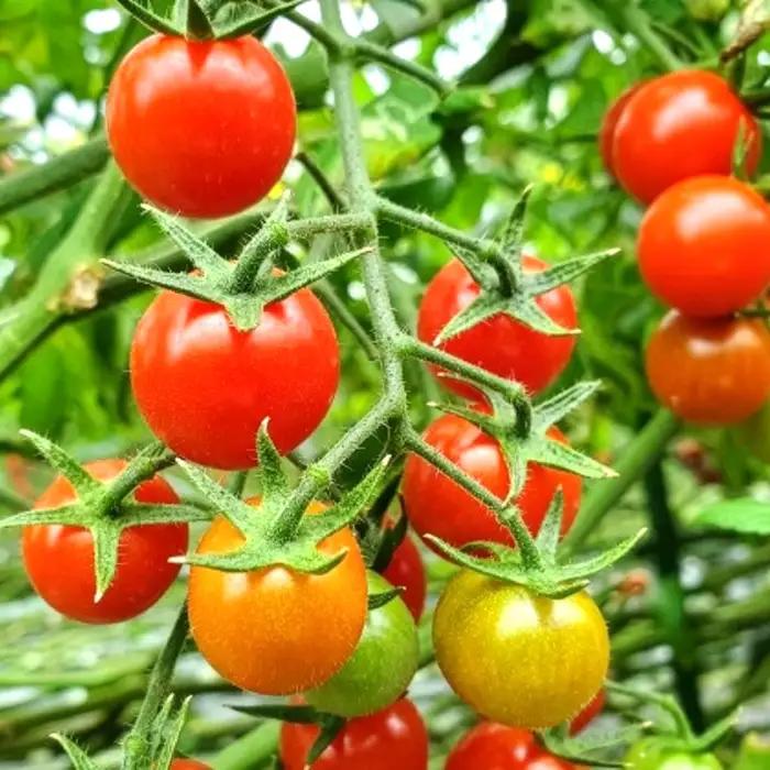 イタリアンシェフが作るクラフトトマトケチャップ3本セット | 調味料 完熟トマト 国産トマト 甘さ控えめ 塩分控えめ まろやか酸味 こだわり調味料 オムライス ナポリタン ハンバーグ お取り寄せ 埼玉