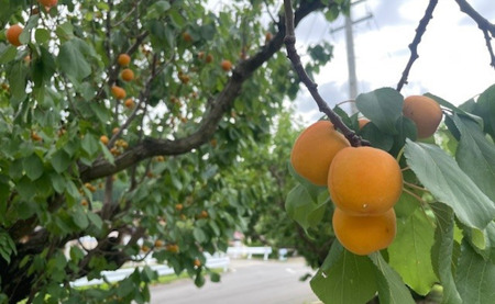 【2026年先行予約】生食用あんず  ハーコット (約500g×4パック) | あんず