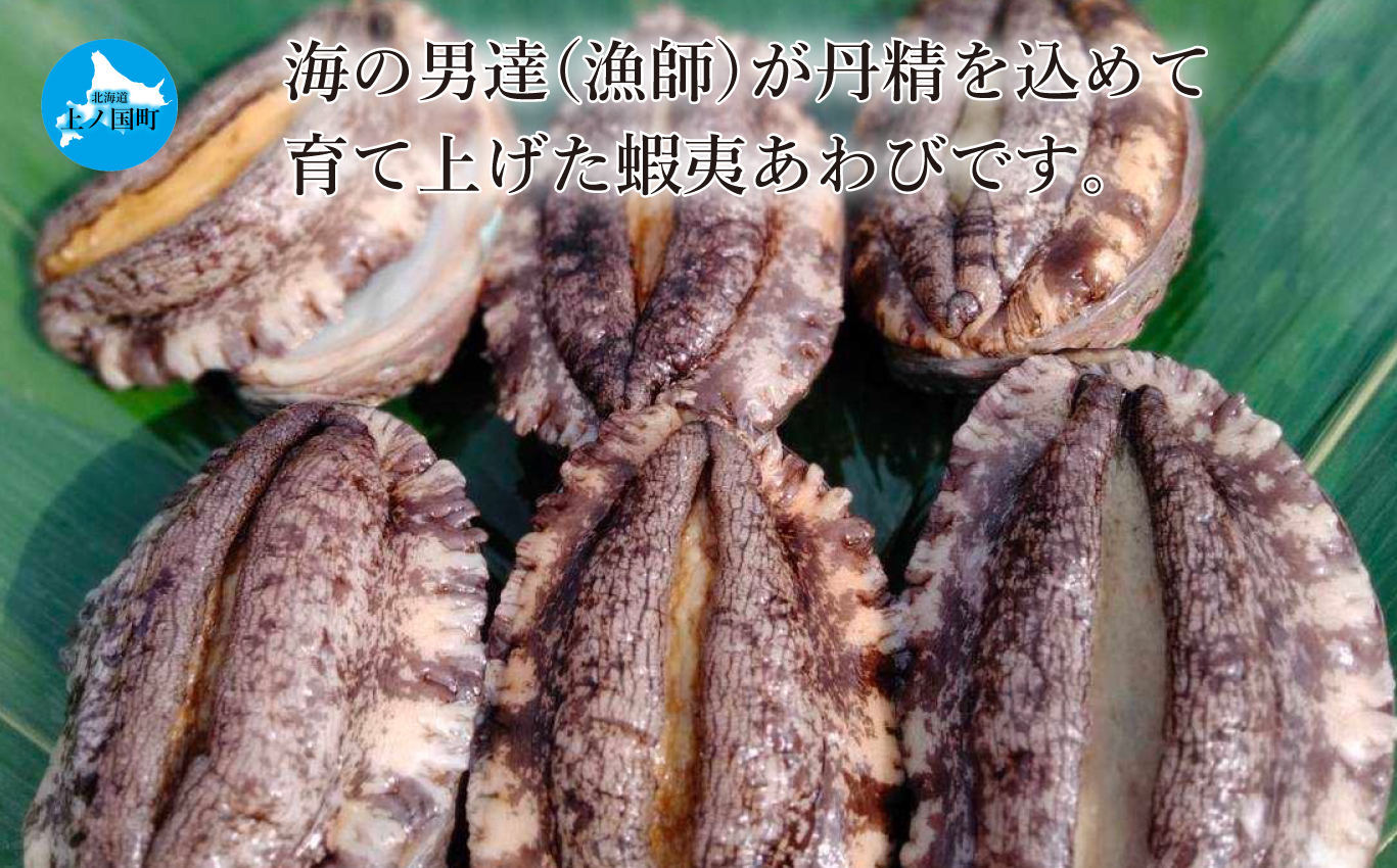 海洋牧場育ち養殖活蝦夷あわび（7.5㎝以上×6個）　活アワビ　鮑　海鮮　産地直送　魚介類　海の幸　おせち食材　エゾアワビ　冷蔵　アワビ　BBQ食材　ギフト　贈答　バーベキュー　蝦夷鮑