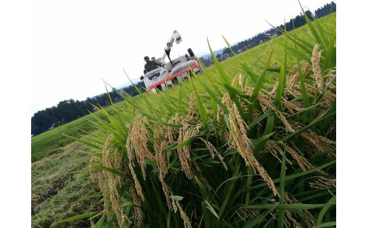 【10月上旬より順次出荷】 令和7年産 米 JAS有機栽培米 アイガモ農法 こしひかり 玄米 5kg  お米 コメ コシヒカリ