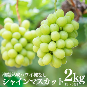 シャインマスカット 2kg 3房 － 5房 潮騒 熟成 ハワイ 種なし | 32M