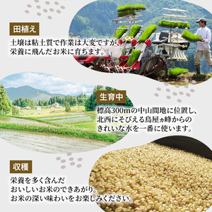 令和6年産 魚沼産ミルキークィーン 精米5kg 米 こめ お米 コメ ミルキー クイーン 新潟県 魚沼市 魚沼 ミルキークイーン 