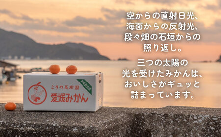小玉みかん 南柑20号 みかん 5kg 2S~S サイズ こうの果樹園 温州みかん 温州 愛媛みかん 愛媛蜜柑 愛媛ミカン うんしゅう みかん ミカン 蜜柑 mikan 果物 フルーツ 柑橘 甘い 甘
