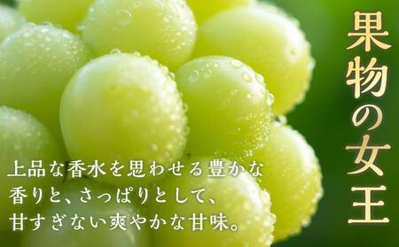 ぶどう 2024年 先行予約 マスカット・オブ・アレキサンドリア 1房約750g 化粧箱入り ブドウ 葡萄  岡山県産 国産 フルーツ 果物 ギフト[No.5220-0716]