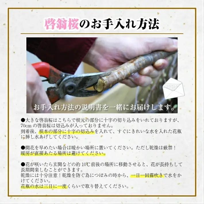 啓翁桜 約70cm×12本（1月下旬発送）※着日指定不可 東北 山形県 遊佐町 庄内地方 桜 木 植物 枝 切り花 花束 お花 室内 リビング 玄関 アレンジにも お正月飾り 冬 春 新春 迎春 新年