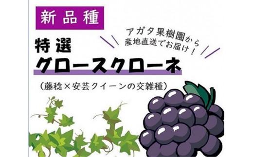 【貝塚市産】特選グロースクローネ750g以上　2025年8月より発送