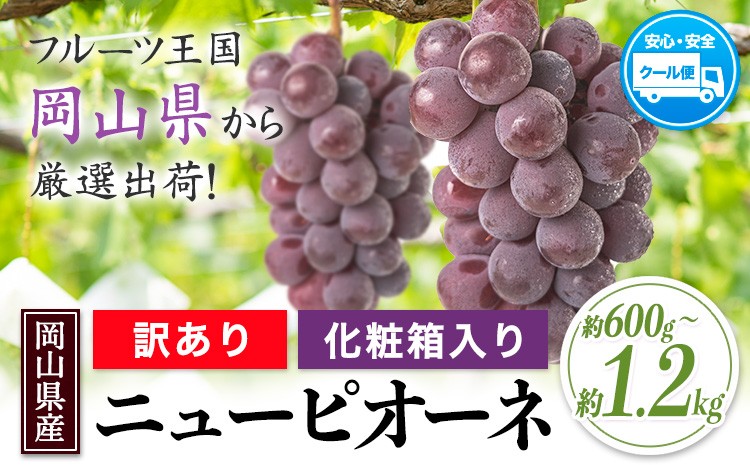 
            【先行予約】岡山県産 ニューピオーネ 選べる 約600g(1房) 約1.2kg(2房)《9月中旬-11月上旬頃出荷(土日祝除く)》岡山県 笠岡市 葡萄 果物 秋旬 訳あり 優品 厳選出荷 スイーツ フルーツ デザート 数量限定 2025
          