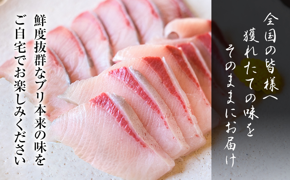 【お試しサイズ!】氷見天然ブリしゃぶしゃぶ用150g〈冷凍〉【寒ぶり】 ぶりしゃぶ 鰤 国産 天然 ブリ 富山県 氷見市_イメージ3