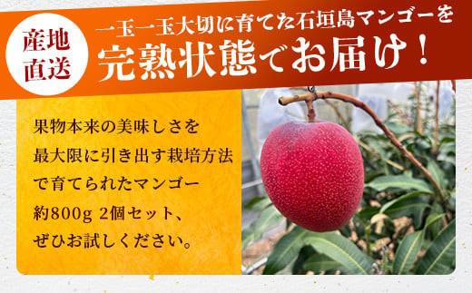 【先行予約】《2026年6月下旬～7月下旬発送》 最高糖度20度！？ 完熟！3Lサイズ 石垣島マンゴー 2玉約800g【沖縄 石垣島 石垣 八重山 マンゴー 完熟マンゴー 期間限定 数量限定 沖縄県 