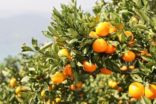 【先行予約】紅華(生果)約2.5kg(2025年12月上旬より順次発送) IKTF014