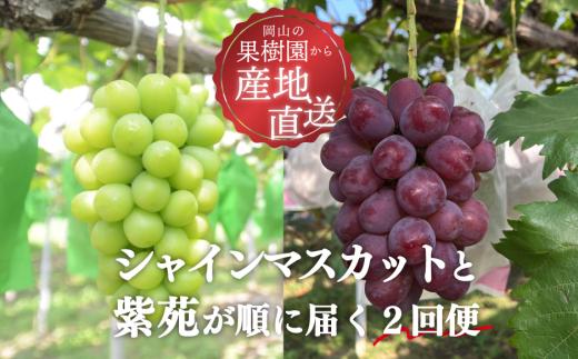 【2026年先行予約】シャインマスカットと紫苑の2回便(定期便) (岡山県産)【KF-T004-01】