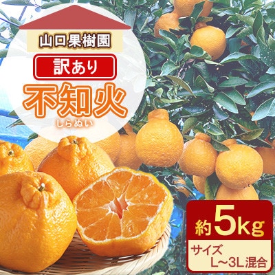 不知火 訳あり 約5kg L～3L混合【先行受付!2026年2月上旬～順次発送】山口果樹園(宇城市)【1703932】