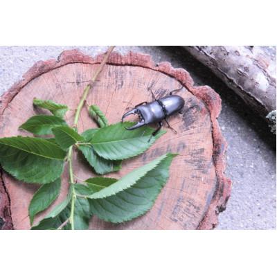 ふるさと納税 南山城村 ヒラタクワガタ(成虫)オスメス1ペア飼育セット付 |  | 01