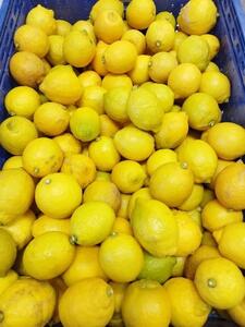 レモネード　900ml×3本セット