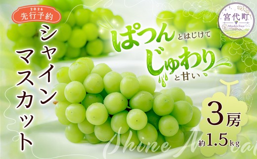 シャインマスカット【限定120セット/先行予約】 ぶどうのまち宮代のシャインマスカット 3房 1.5kg以上 | しゃいんますかっと 関東 埼玉県産 先行予約 8月下旬から9月下旬発送 産地直送 農家直送  鮮度 ぶどう シャインマスカット 種なし 皮ごと 大粒 糖度 お中元 夏ギフト 残暑見舞い お中元 贈答用 ギフト クール便 冷蔵  葡萄 ブドウ  2026年発送 みやしろ 埼玉県 宮代町