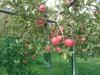 長野県産りんご サンふじ 約2.5kg｜りんご