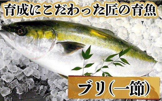 「育成にこだわった匠の育魚」匠の鰤セット　MM011_x