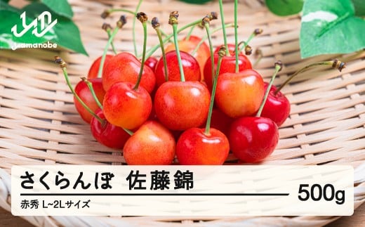 【先行予約】さくらんぼ 佐藤錦 赤秀品 ご家庭用 500gパック L-2L玉 2026年産 令和8年産 山形県産 mm-snpcx500