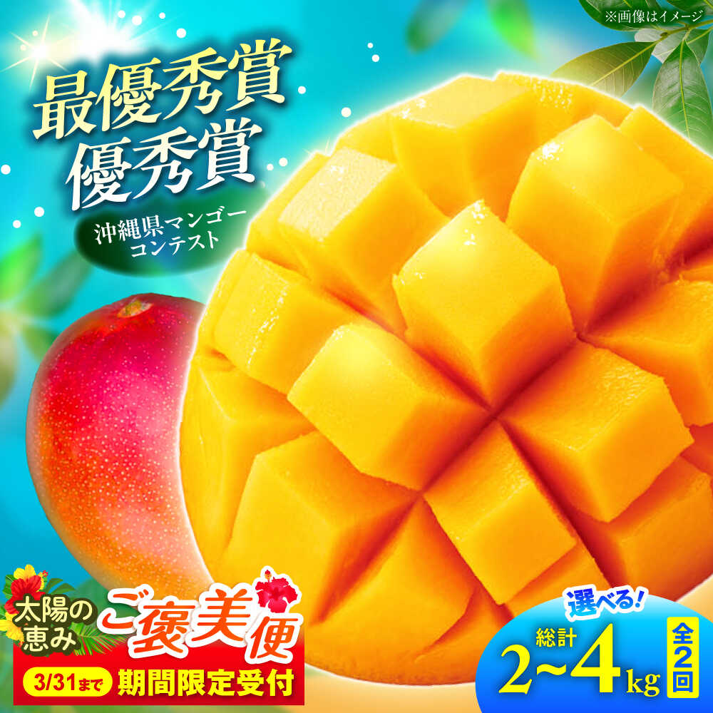 【ふるさと納税】【全2回】【選べる内容量】太陽の恵み マンゴーご褒美便 (総計2～4kg) マンゴー 2026 沖縄 果物 フルーツ ギフト 沖縄市 / 仲村農園[BCZZ051]