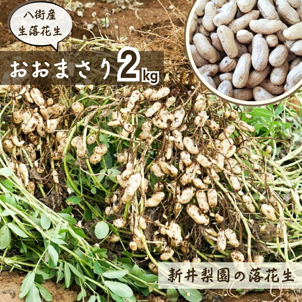 【ふるさと納税】八街産落花生 先行予約 おおまさり 掘りたて直送 生落花生 2kg 2025年産 八街市産 落花生 千葉県産 新井梨園 産地直送