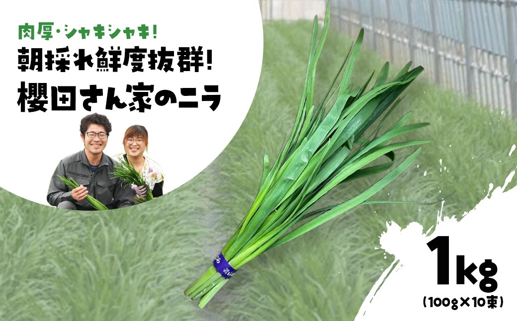 
                  【先行予約】【12月から発送】肉厚・シャキシャキ! 朝採れ鮮度抜群! 櫻田さん家のニラ 1kg(100g×10束)  ふるさと納税 にら ニラ 朝採れ 新鮮 肉厚 シャキシャキ 農家直送 鮮度抜群 千葉県 山武市 SMCS001
                
