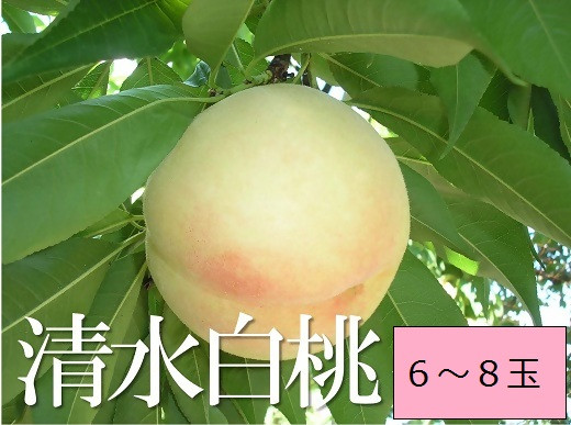 
                  【2026年発送】 白桃（清水白桃） 約2.0kg 6～8個 化粧箱入り 岡山県産 桃 もも フルーツ 産地直送 送料無料 行-2
                