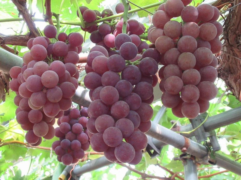 【定期便12回】野菜ソムリエの選ぶ日本の地中海、瀬戸内海の旬の果物