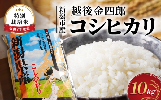 令和7年度米 新潟市産 越後金四郎コシヒカリ（特別栽培米）10kg
