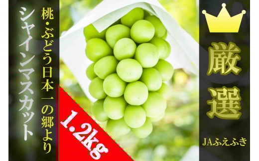 【2026年発送★先行予約】JAふえふき シャインマスカット 2房（約1.2kg） 010-008-26y