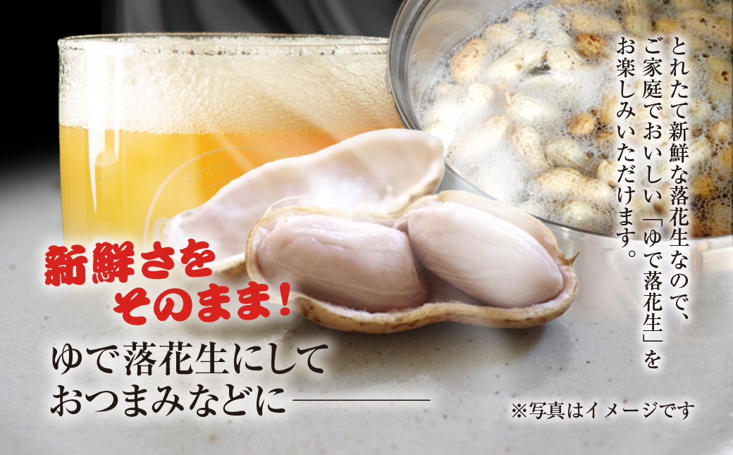 ★先行予約★【2025年9月上旬より順次発送！】とれたて新鮮! 生落花生 おおまさり 2kg 殻付き／らっかせい 落花生 生落花 掘り取り 手もぎ 新鮮 おやつ おつまみ お料理 ゆで落花生 ピーナッ