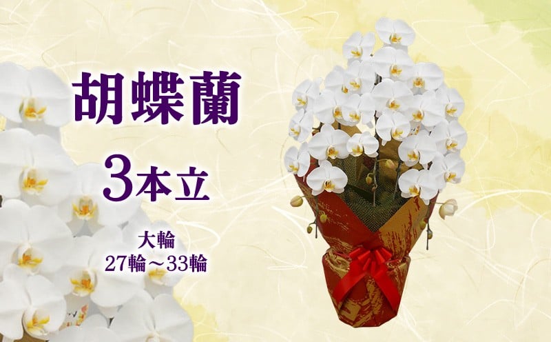 
                  胡蝶蘭 3本立（大輪／27輪～33輪） ラン お花 フラワー 観葉植物 亜熱帯・熱帯植物 香り 人気 贈り物 プレゼント 贈答用 鑑賞 記念 豪華 お土産 大自然 南国気分 オススメ おすすめ 沖縄 本部町
                
