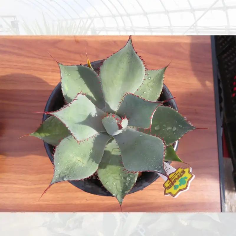 【 アガベ 】 多肉植物  グアダラハラナ ガーデニング agave 数量限定 園芸 植物 アガベ 鹿嶋市 