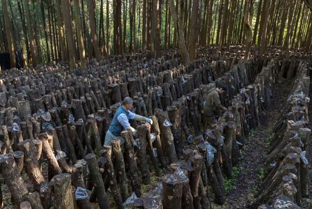 国東産どんこ干し椎茸 約300g(50g×6袋)_2654R-2
