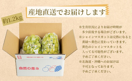 農家直送 朝採り濃厚シャインマスカット 約1.2ｋｇ 【先行予約】