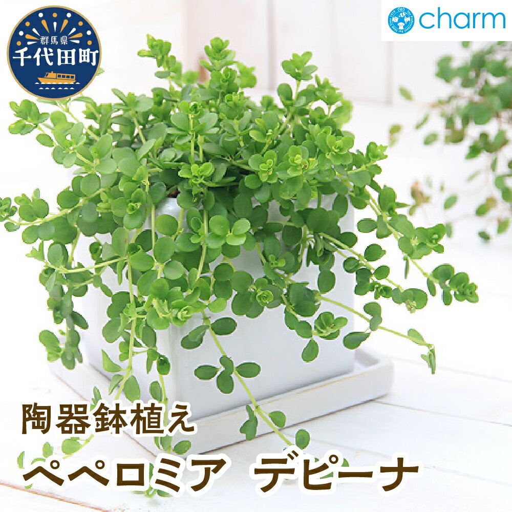 【ふるさと納税】ペペロミア デピーナ 陶器鉢植え ダイスM白（1鉢）群馬県 千代田町 インテリア ナチュラル かわいい リラクゼーション 室内栽培 プレゼント ギフト 送料無料 風水 緑 ライフスタイル 人気 オススメ 初心者 玄関 リビング キッチン 株式会社チャーム