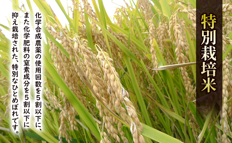 盛岡 大櫻農園「ひとめぼれ 白米」5kg 特別栽培 一等米 2025年産 新米 お米 精米 白米 こめ コメ おこめ ごはん ブランド米 常温 国産 岩手県 岩手 盛岡市産 